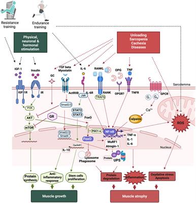 The inflammatory response, a mixed blessing for muscle homeostasis and plasticity
